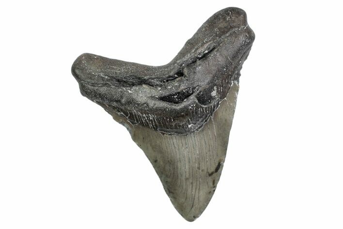Fossil Megalodon Tooth - North Carolina #381378